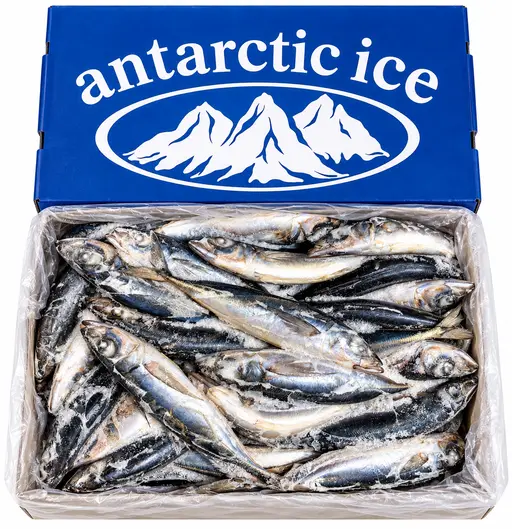 Whole jack mackerel, grade 300/500 g, frozen. Antarctic Ice brand.